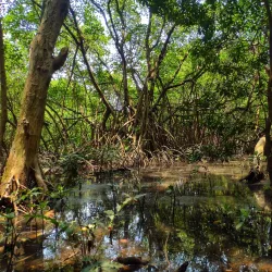 Mangalavanam Bird Sanctuary - Ernakulam