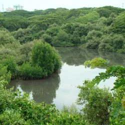 Mangalavanam Bird Sanctuary - Ernakulam