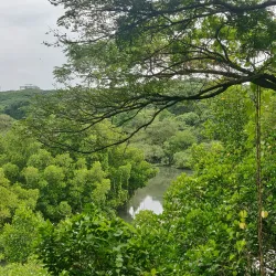 Mangalavanam Bird Sanctuary - Ernakulam