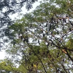 Mangalavanam Bird Sanctuary - Ernakulam