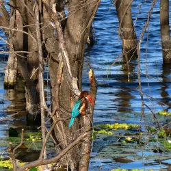 Vellode Bird Sanctuary - Erode