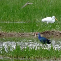 Vellode Bird Sanctuary - Erode