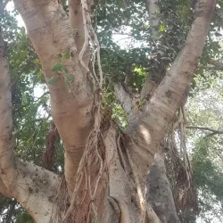Baba Farid Temple - Faridabad