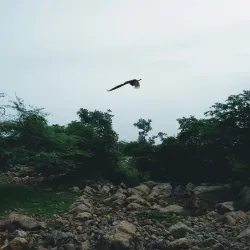 Badkhal Lake - Faridabad