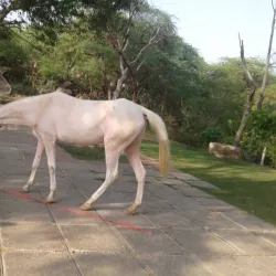 Badkhal Lake - Faridabad