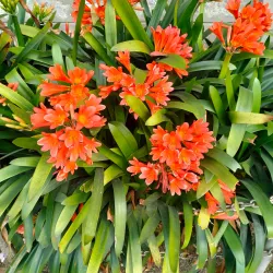 Flower Exhibition Centre - Gangtok (Sikkim)