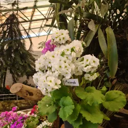 Flower Exhibition Centre - Gangtok (Sikkim)