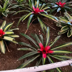 Flower Exhibition Centre - Gangtok (Sikkim)