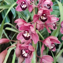 Flower Exhibition Centre - Gangtok (Sikkim)