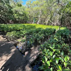 Salim Ali Bird Sanctuary - Goa