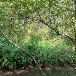 Salim Ali Bird Sanctuary - Goa
