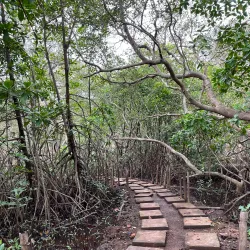 Salim Ali Bird Sanctuary - Goa