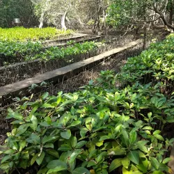 Salim Ali Bird Sanctuary - Goa