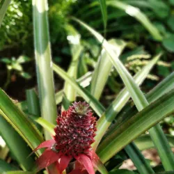 Spice Plantations - Goa