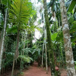 Spice Plantations - Goa