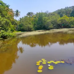 Spice Plantations - Goa