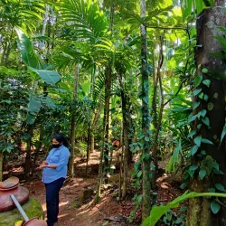 Spice Plantations - Goa