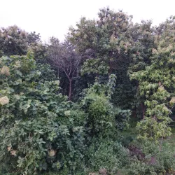 Kushmi Forest - Gorakhpur