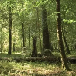 Kushmi Forest - Gorakhpur