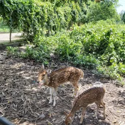 Kushmi Forest - Gorakhpur