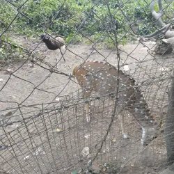 Kushmi Forest - Gorakhpur