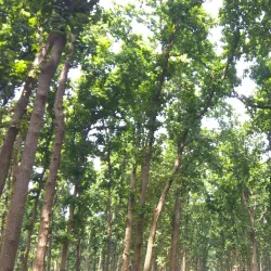 Kushmi Forest - Gorakhpur