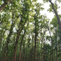 Kushmi Forest - Gorakhpur
