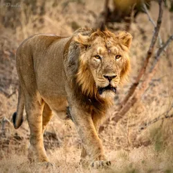 Gir National Park - Gujarat