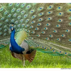 Gir National Park - Gujarat