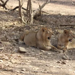 Gir National Park - Gujarat