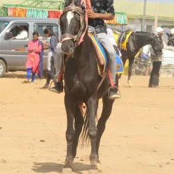 Saputara Hill Station - Gujarat