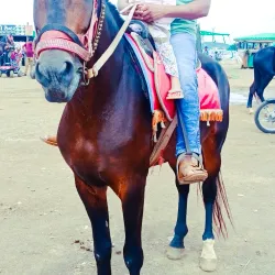 Saputara Hill Station - Gujarat