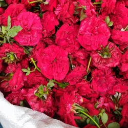 Gulbarga Market - Gulbarga