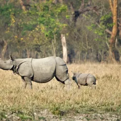 Pobitora Wildlife Sanctuary - Guwahati