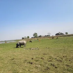 Pobitora Wildlife Sanctuary - Guwahati