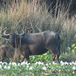 Pobitora Wildlife Sanctuary - Guwahati
