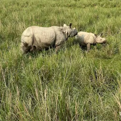 Pobitora Wildlife Sanctuary - Guwahati