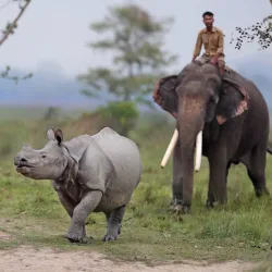 Pobitora Wildlife Sanctuary - Guwahati