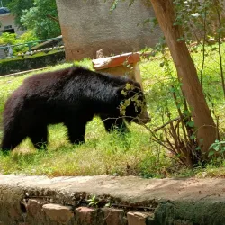 Gwalior Zoo (Morar Zoo) - Gwalior