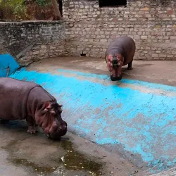 Gwalior Zoo (Morar Zoo) - Gwalior