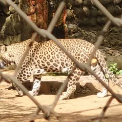 Gwalior Zoo (Morar Zoo) - Gwalior