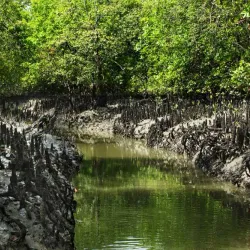 Sundarbans National Park (nearby) - Haldia