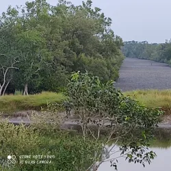 Sundarbans National Park (nearby) - Haldia