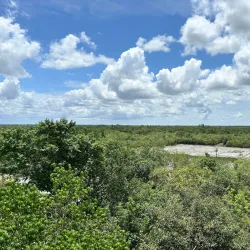 Sundarbans National Park (nearby) - Haldia