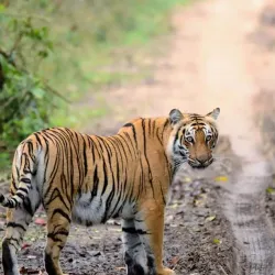 Jim Corbett National Park - Haldwani