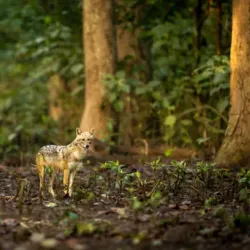 Jim Corbett National Park - Haldwani