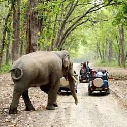 Jim Corbett National Park - Haldwani