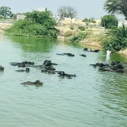 Ghaggar River - Hanumangarh