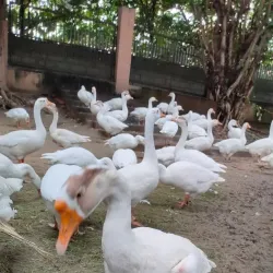 Local Parks and Gardens - Hapur