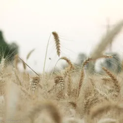 Nearby Agricultural Fields - Hapur